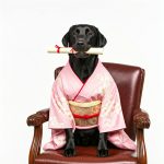 犬の成人式？成長を祝おう！